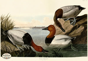 Pdxc20837 -- Audubon Canvas Backed Duck Color Illustration