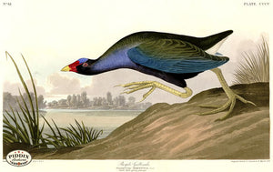 Pdxc20841 -- Audubon Purple Gallinule Color Illustration