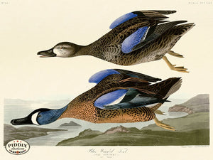 Pdxc20849 -- Audubon Blue-Winged Teal Color Illustration