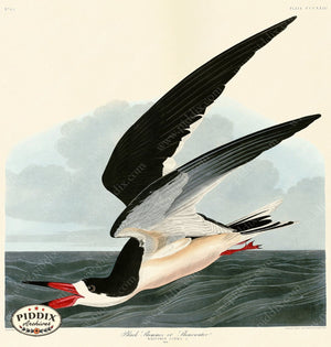 Pdxc20859 -- Audubon Black Skimmer Color Illustration