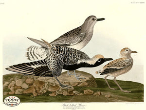 Pdxc20870 -- Audubon Black-Bellied Plover Color Illustration
