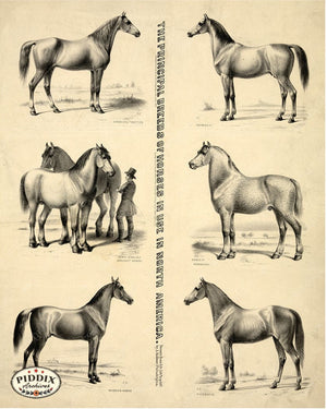 Pdxc21048 -- Horses North American Breeds Original Art
