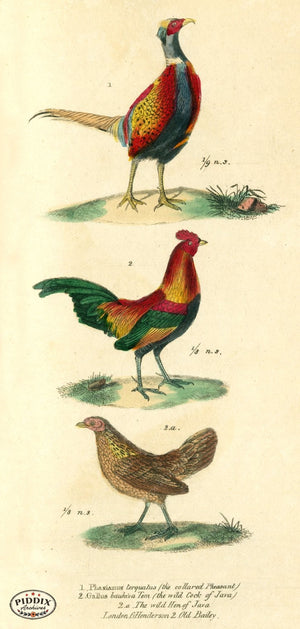 Pdxc2105 -- Birds Color Illustration
