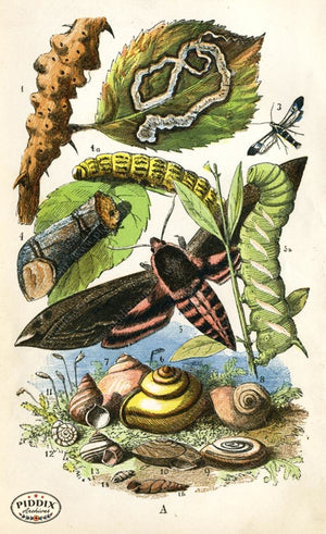 Pdxc2321 -- Butterflies & Bugs Color Illustration
