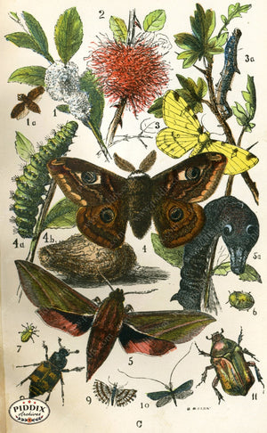 Pdxc2323 -- Butterflies & Bugs Color Illustration