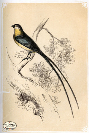 Pdxc2466 -- Birds Color Illustration