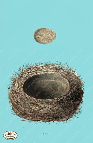 Pdxc2943B -- Bird Eggs & Nests Color Illustration