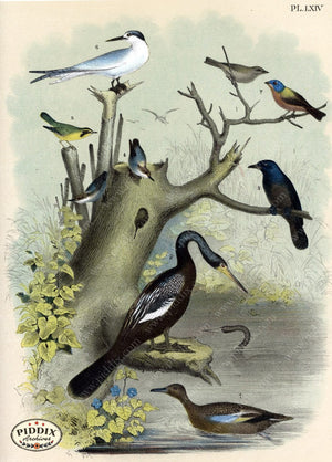 Pdxc3159 -- Birds Color Illustration