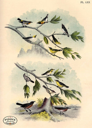Pdxc3174 -- Birds Color Illustration