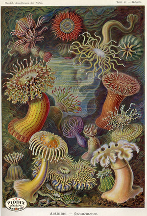 Pdxc3219 -- Underwater Creatures Color Illustration