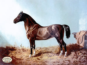 Pdxc3596 -- Brown Horse Original Art