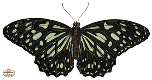 Pdxc4342A -- Butterflies Color Illustration