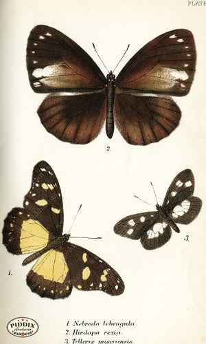 Pdxc4343 -- Butterflies Color Illustration