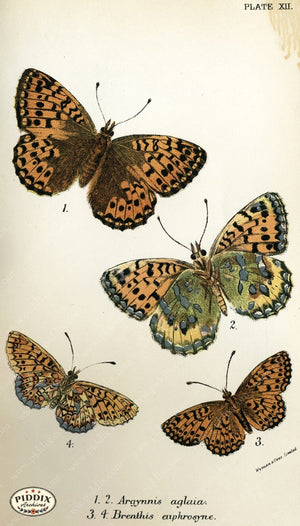 Pdxc4349 -- Butterflies Color Illustration
