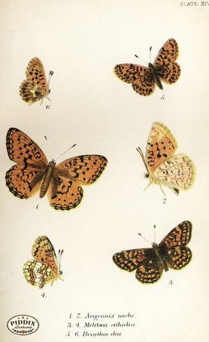 Pdxc4351 -- Butterflies Color Illustration