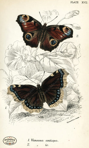 Pdxc4354 -- Butterflies Color Illustration