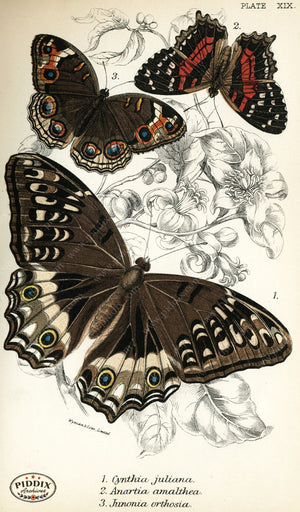 Pdxc4356 -- Butterflies Color Illustration