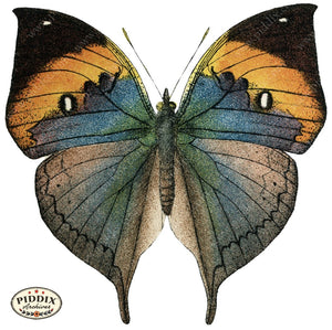 Pdxc4357A -- Butterflies Color Illustration