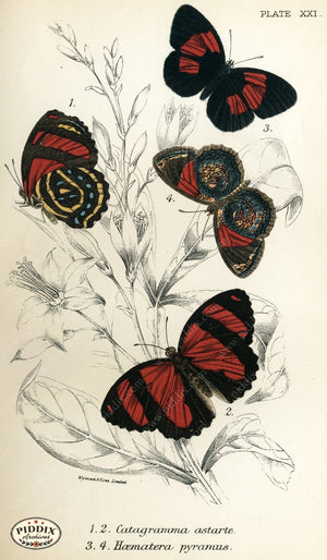 Pdxc4358 -- Butterflies Color Illustration