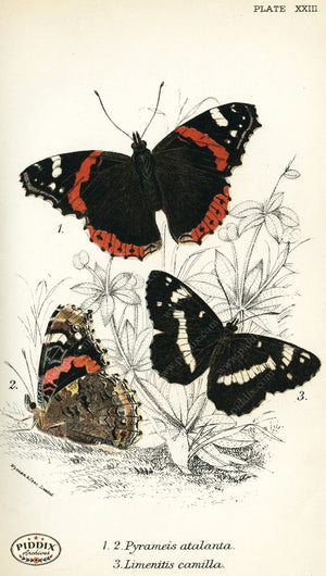 Pdxc4360 -- Butterflies Color Illustration