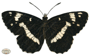 Pdxc4360A -- Butterflies Color Illustration