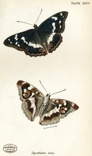 Pdxc4361 -- Butterflies Color Illustration