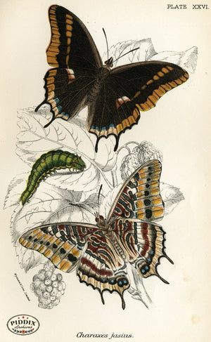 Pdxc4363 -- Butterflies Color Illustration