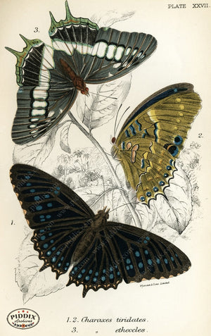 Pdxc4364 -- Butterflies Color Illustration