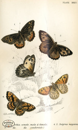 Pdxc4369 -- Butterflies Color Illustration