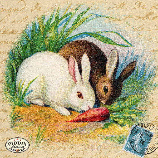 PDXC5201c -- Rabbits - piddix