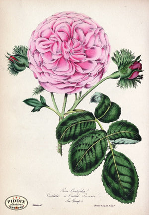 Pdxc5234 -- Roses Color Illustration