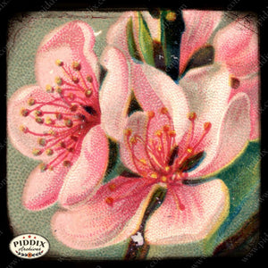 Pdxc5455 -- Flora & Fauna Original Collage