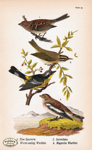 Pdxc5938 -- Birds Color Illustration