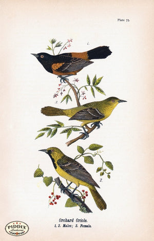 Pdxc5940 -- Birds Color Illustration