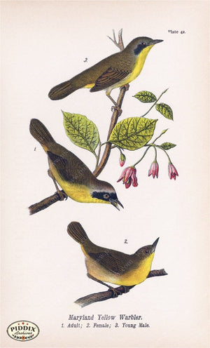 Pdxc5941 -- Birds Color Illustration