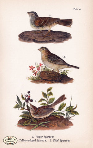 Pdxc5942 -- Birds Color Illustration