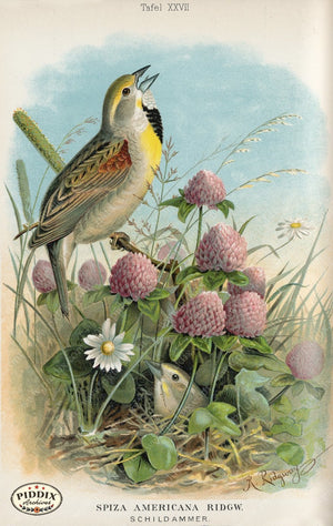 Pdxc5991 -- Birds Color Illustration