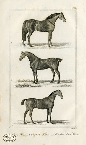 Pdxc8674 -- Horse Engravings Black & White Engraving