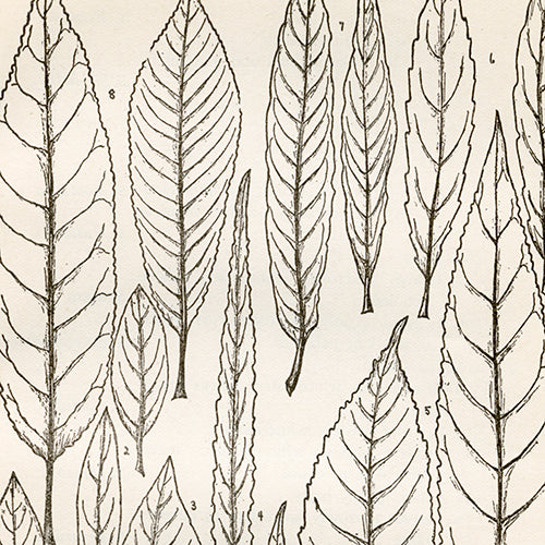 Plants: Black & White Leaves