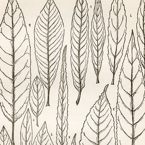 Plants: Black & White Leaves
