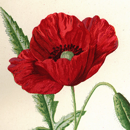 Flowers: Watercolors 1800s