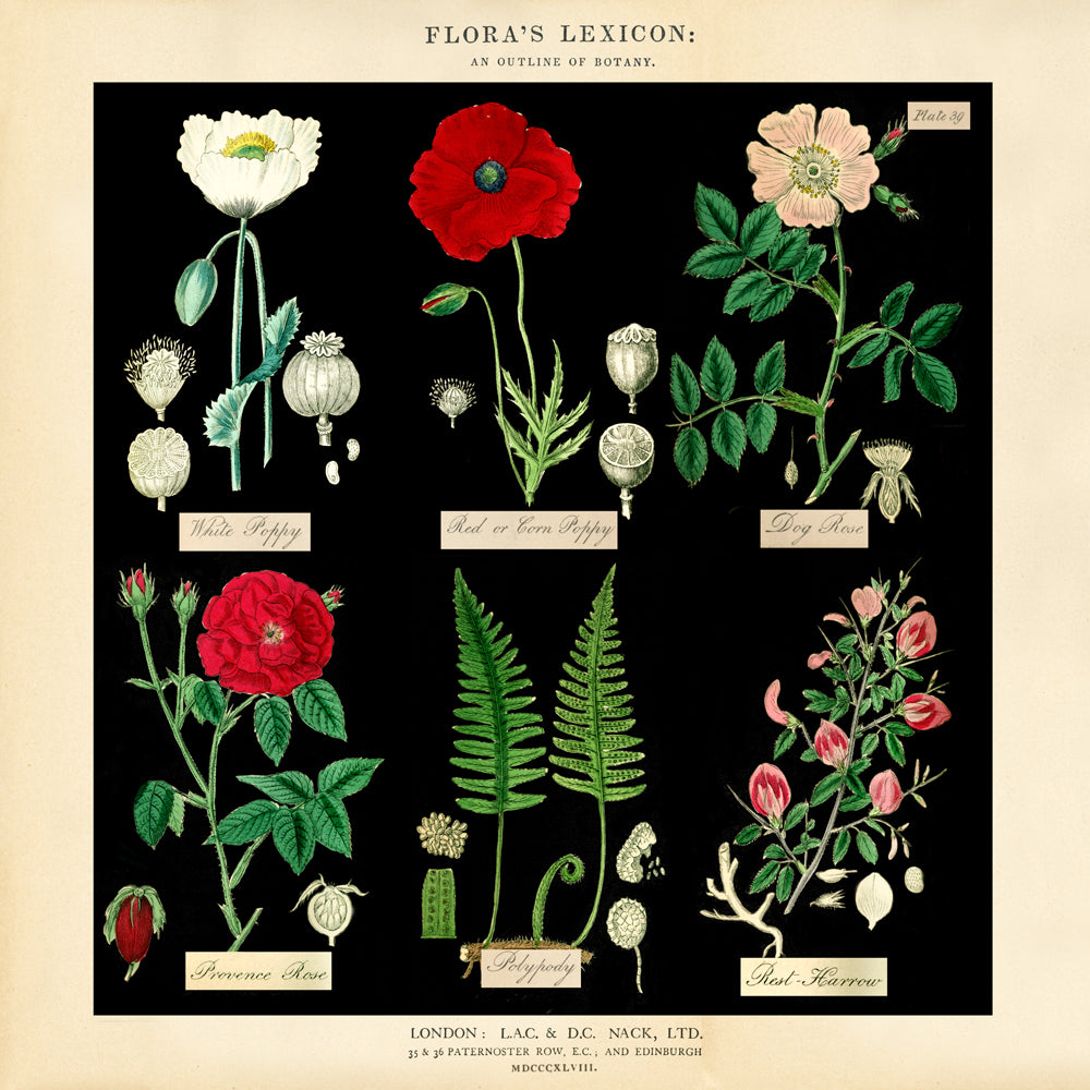 Flowers: Black Backgrounds