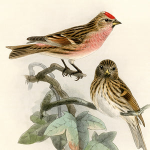 Bird Plates on Sepia, 1870s
