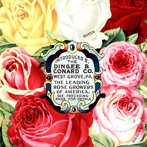 Flowers: Rose Catalogs