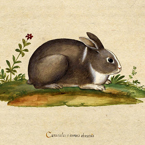 Rabbits