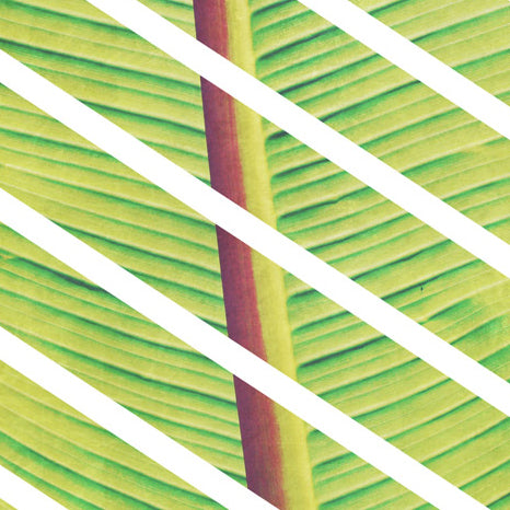 Tropical Breeze