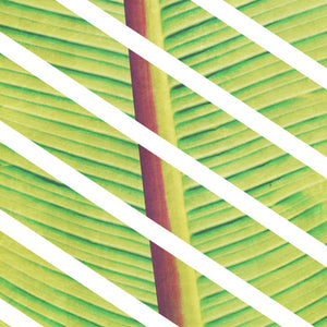 Tropical Breeze