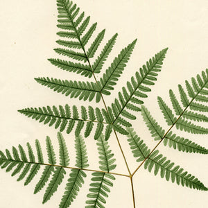 Plants: Ferns