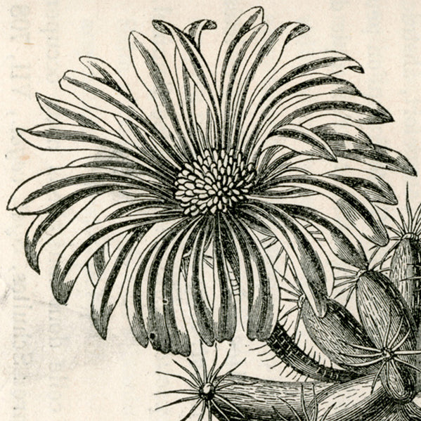 Flowers: Cacti & Desert Black and White