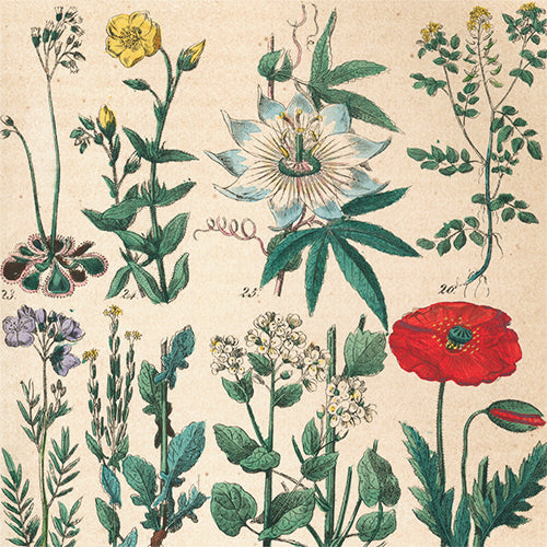 Flower Posters
